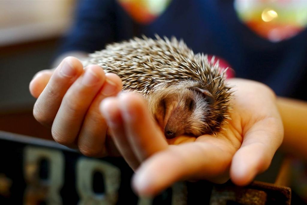 hedgehogcafe