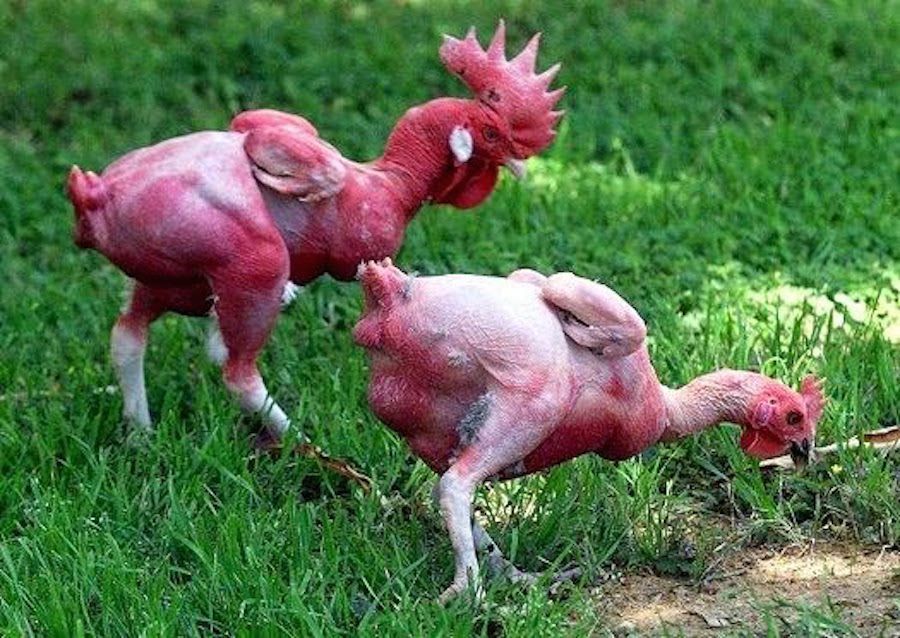 sniffeurs