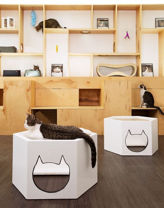 bar à chats