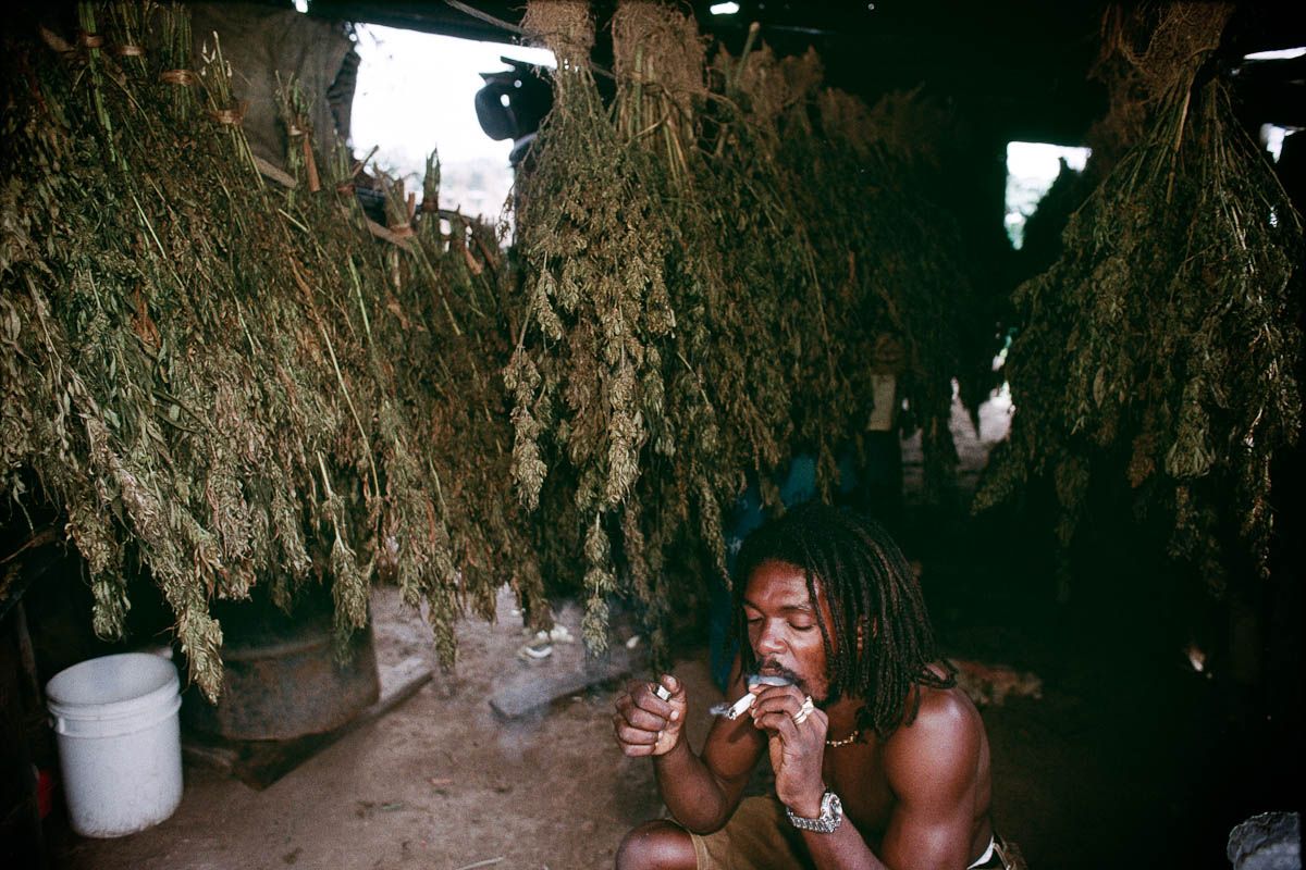 rasta