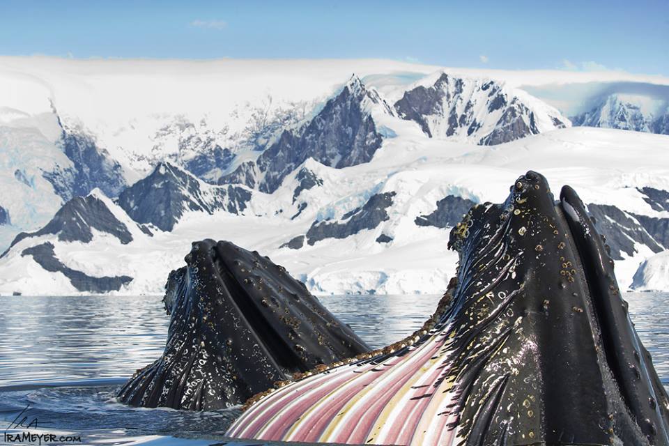 Antarctique
