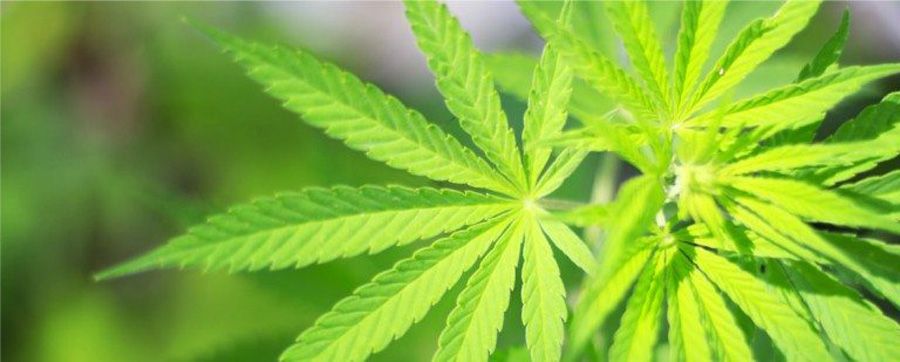 cannabis