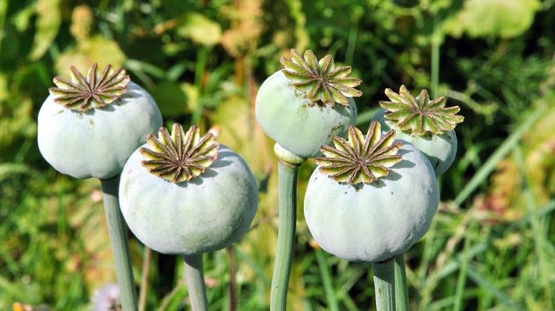 opium