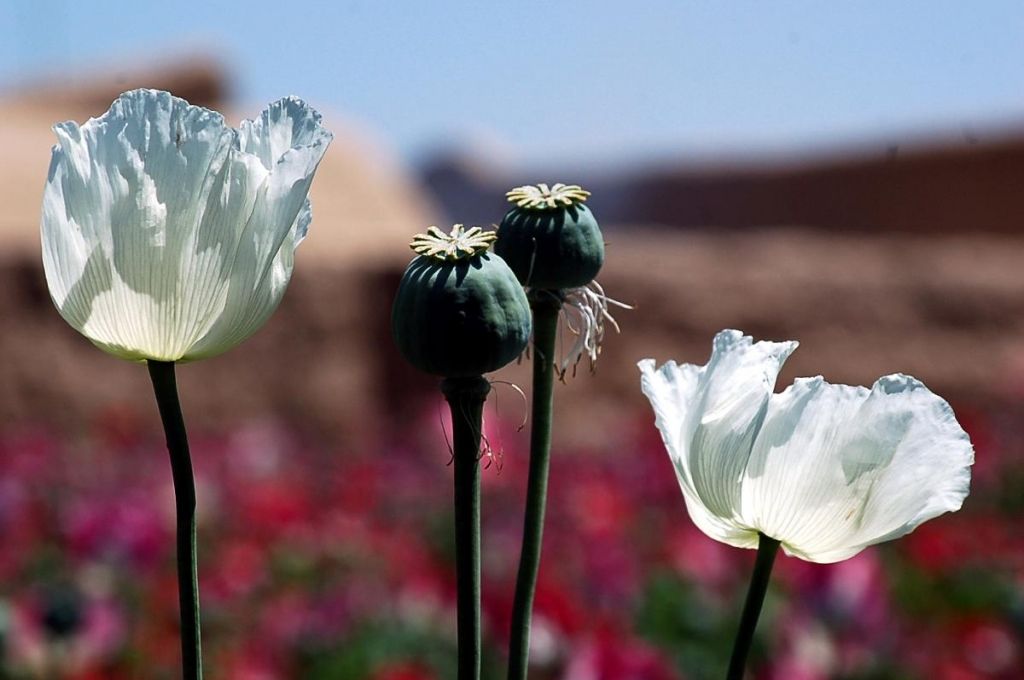 opium