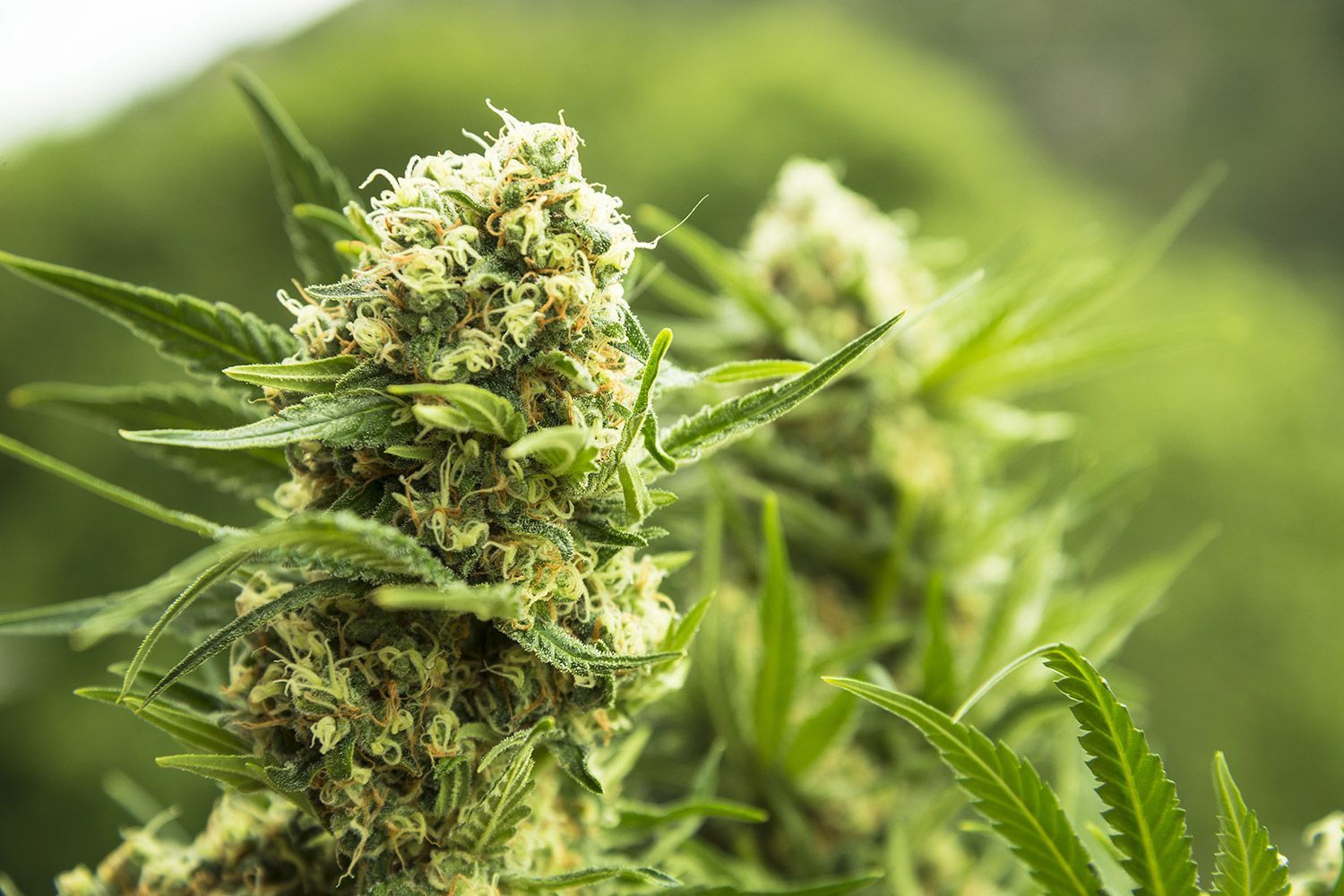 cannabis1