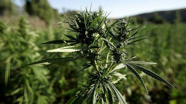 cannabis4
