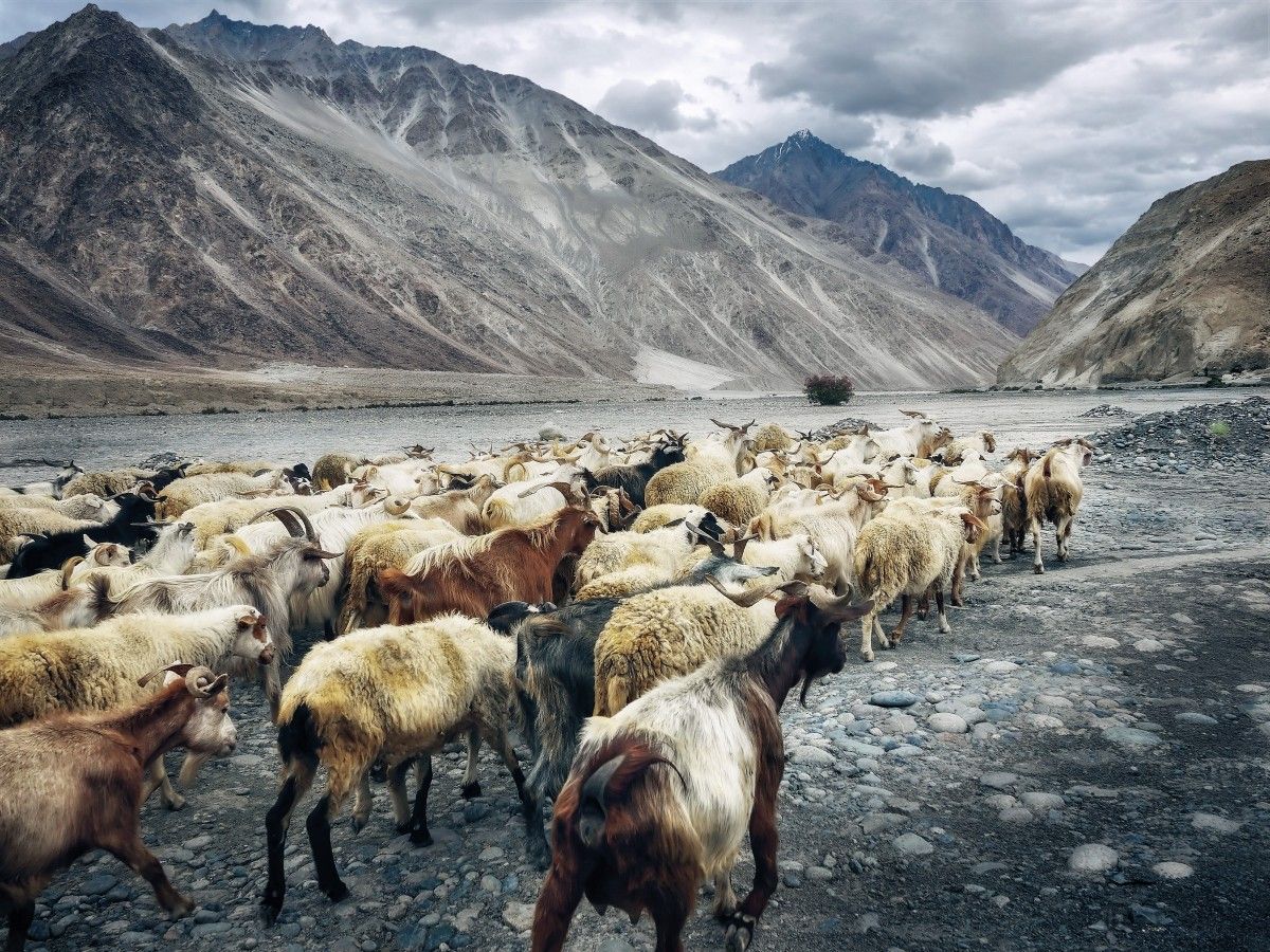 himalaya