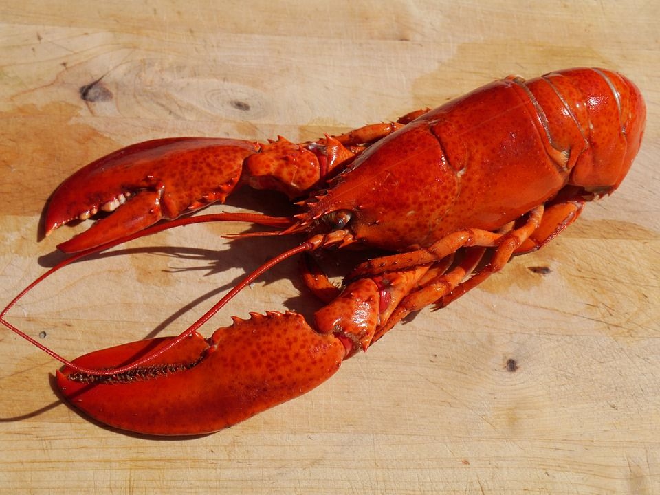 lobster-3
