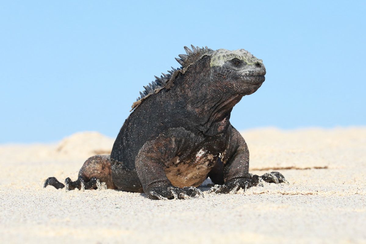Galapagos