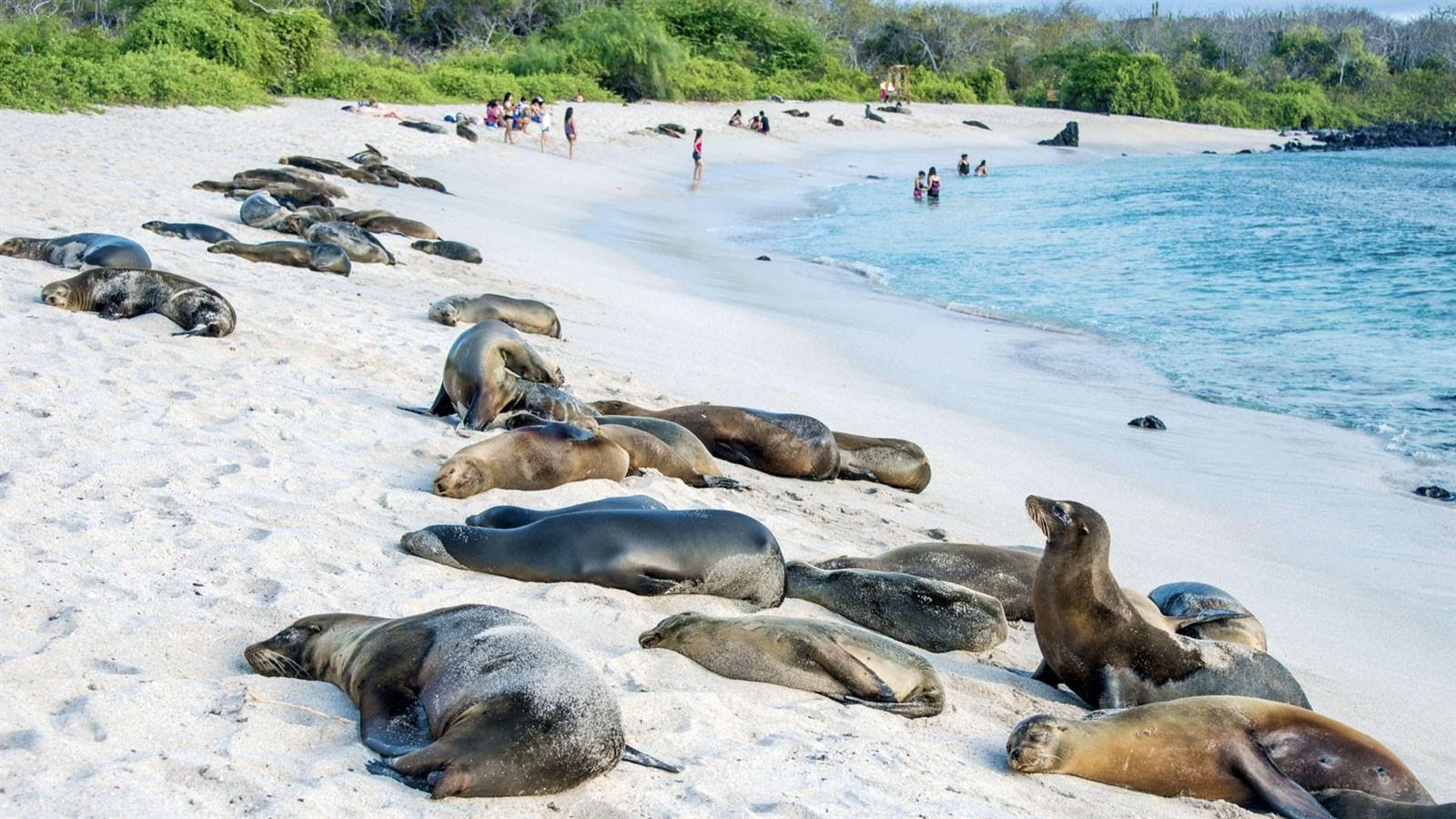 Galapagos