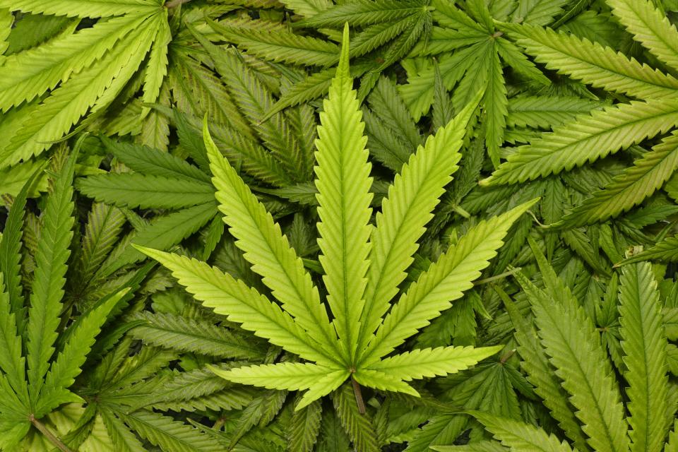 weed