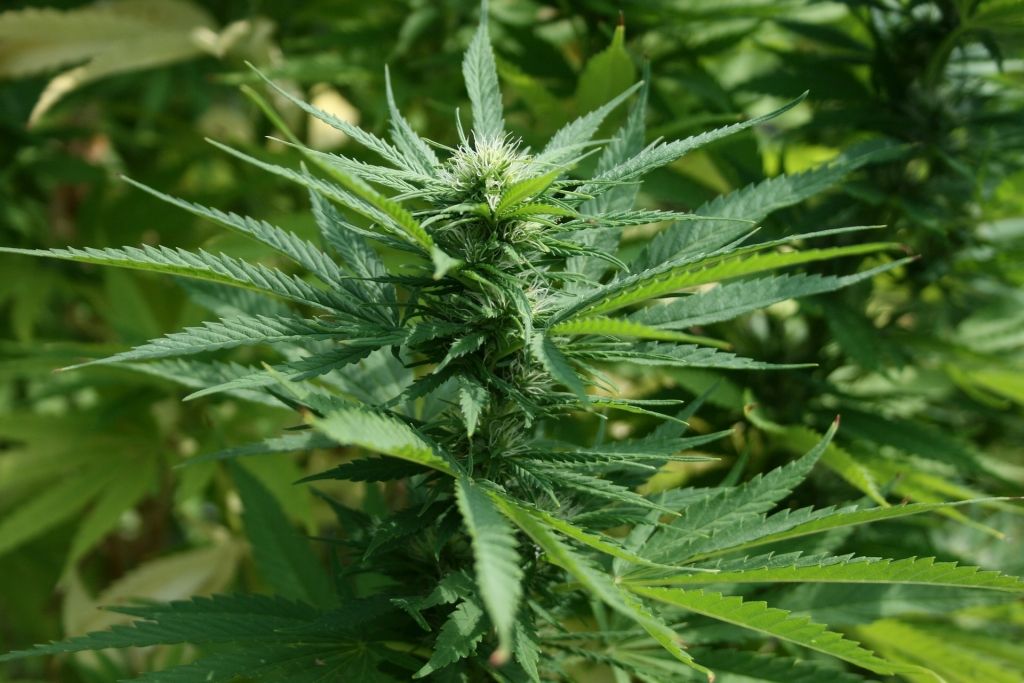 THC