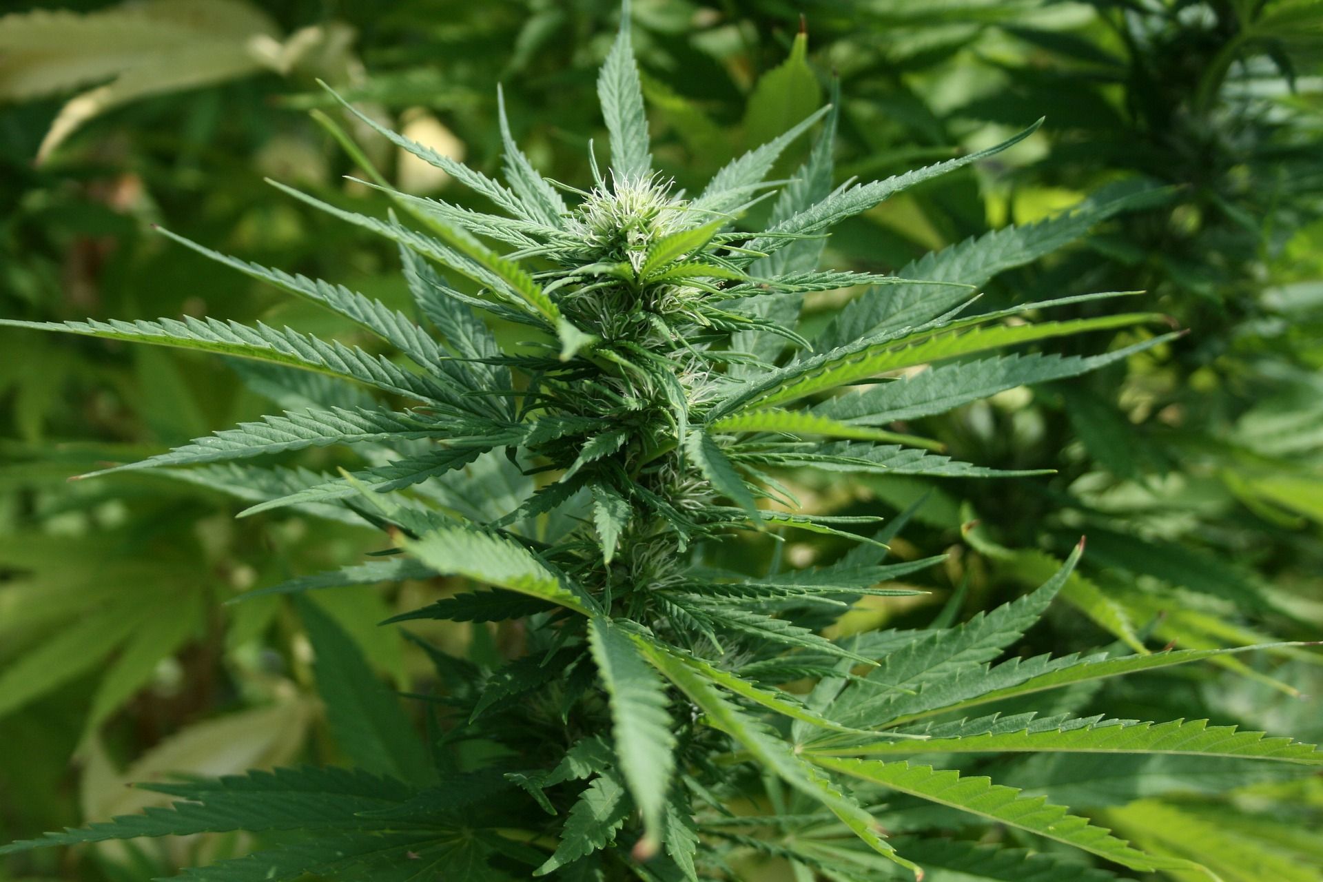 THC