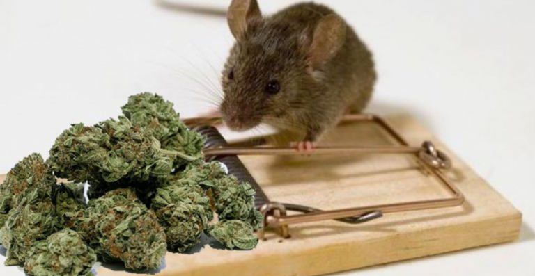 мышь наркотики