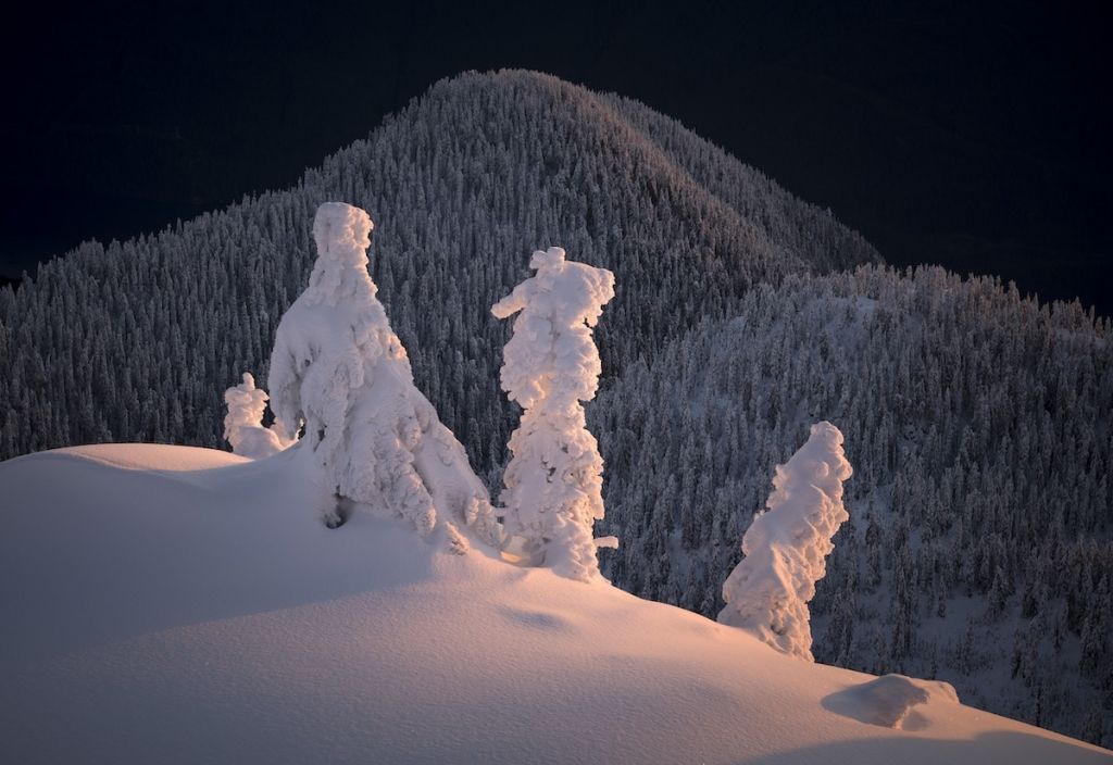 Trees a Crowd. Adam Gibbs