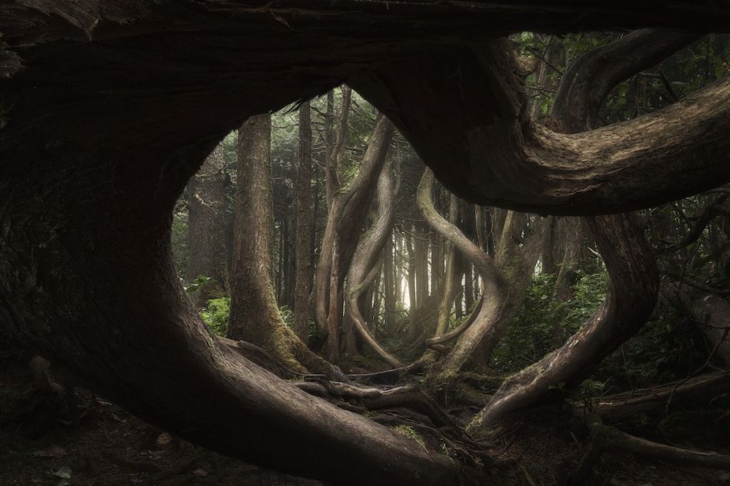 Twisted Forest. Adam Gibbs