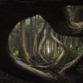 Twisted Forest. Adam Gibbs