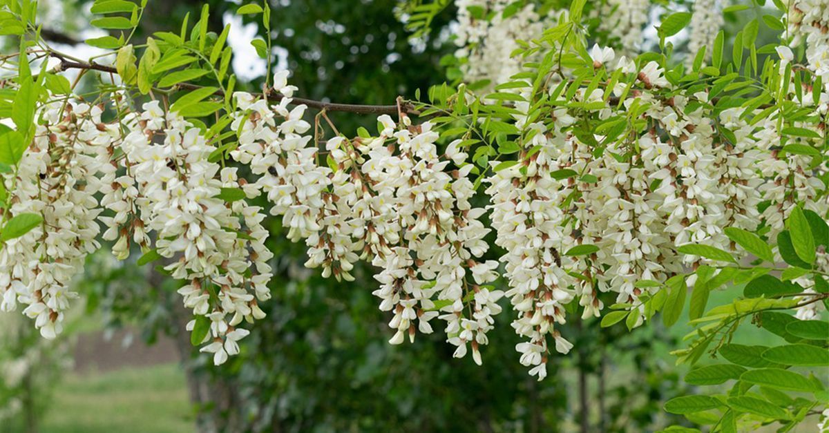 Couverture fleur acacia