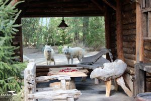 safari lodge